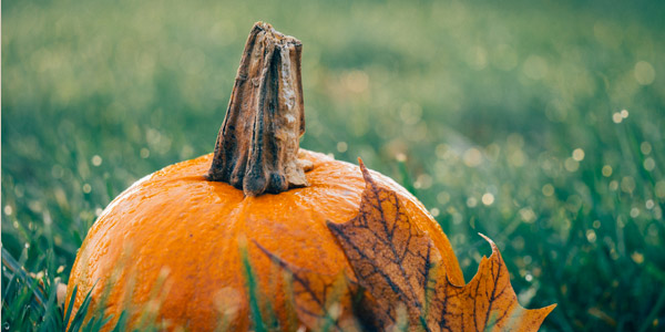 Halloween: pumpkin,witches, werewolves and ghosts